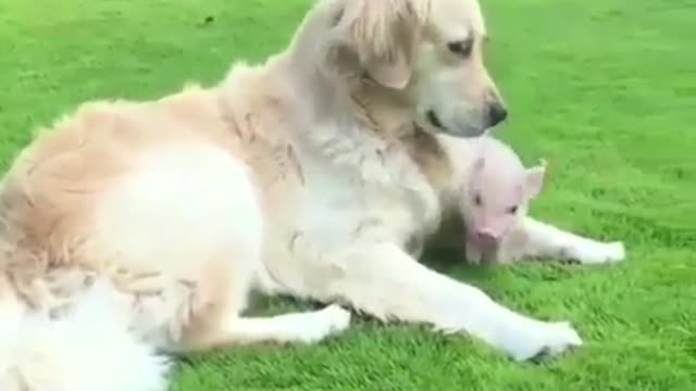 Mother dog and baby pig