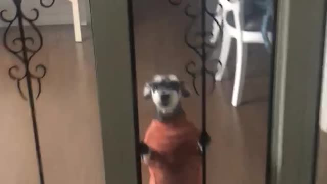 A puppy who greets its owner