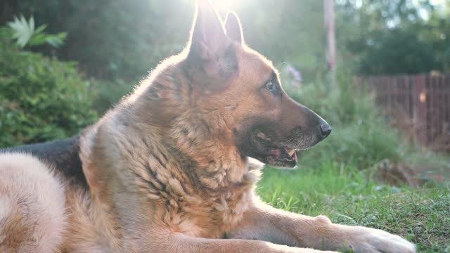 dog opening its mouth from sleep and hunger