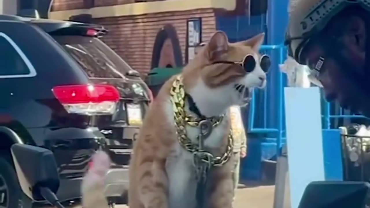 Cool cat