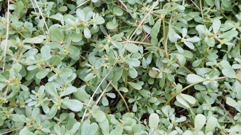 Purslane - Edible Plant Identification