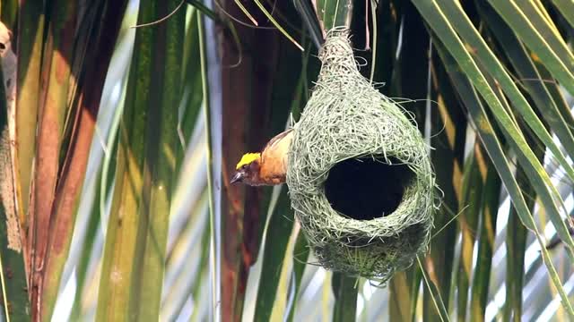 Bird outside a hanging nest - With great music