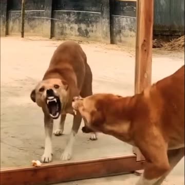 Dog mirror prank😂😂