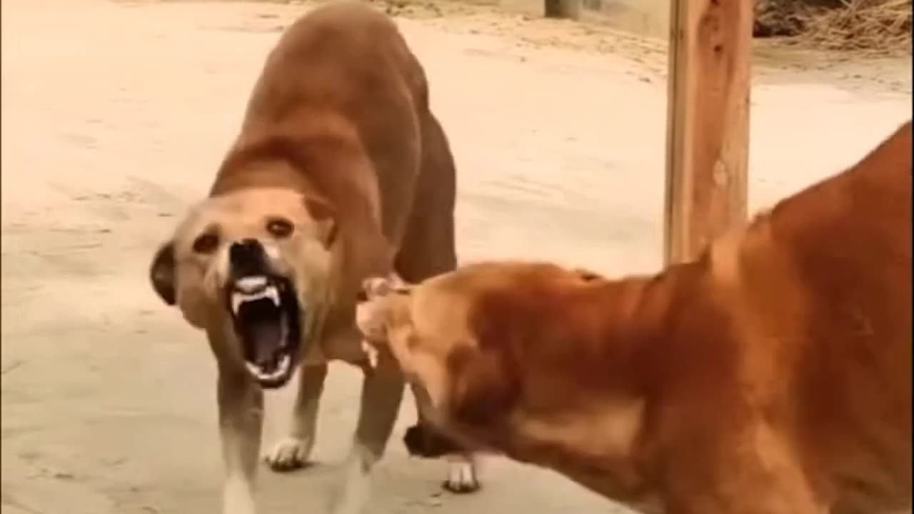 Dog mirror prank😂😂