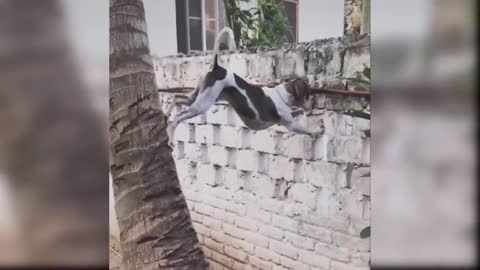 y Dogs - Cute and Funny Dog Videos Compilation #18 _ Aww Animals