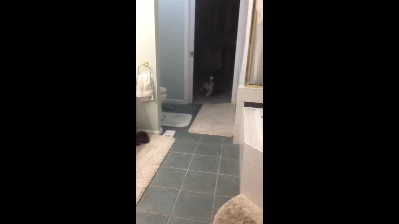 Harley runs inside for exercise