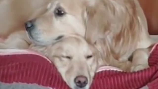 Very Love!! Golden Retriever Parents Watching Over Their Newborn Puppies. 🌻✨