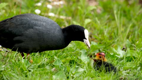 Eurasian coot feeding a chick.