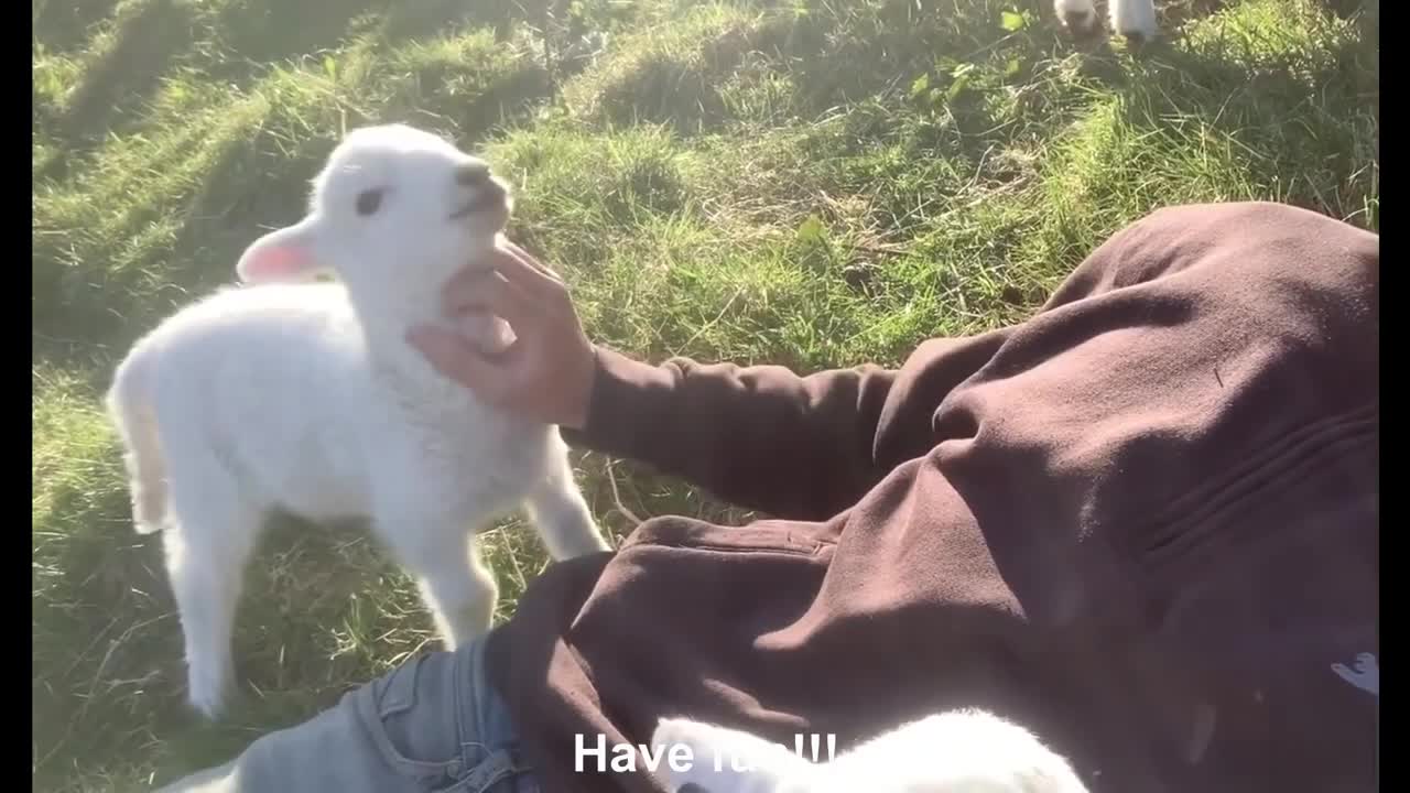 Little lamb needs affection.