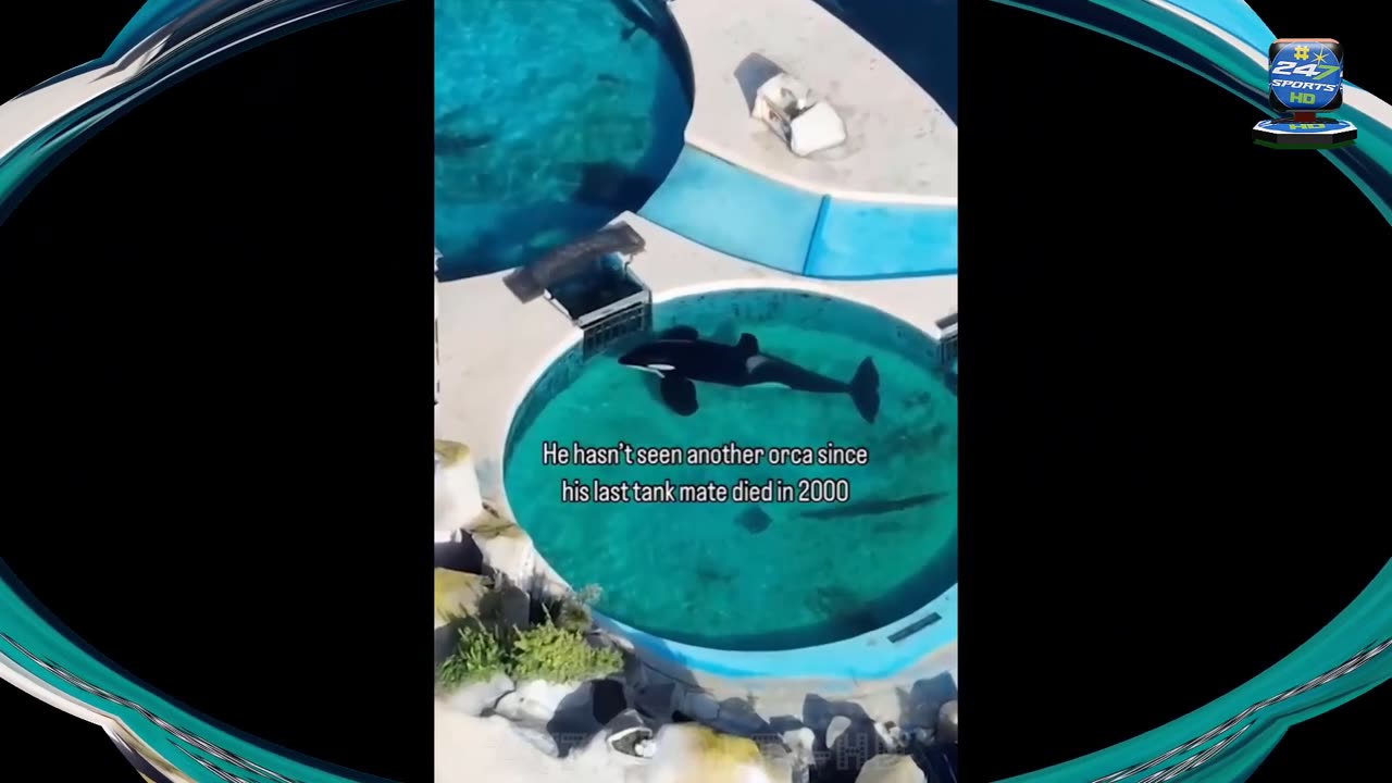 World Loneliest Orca Staring Motionless at the Gate of His Tank for 24 Hours Straight at an Aquarium