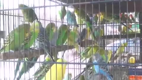 Many bird playing