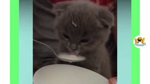 Cute Babyy Cat Drink Milk