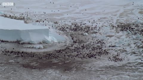 Penguins Huddle To Keep Their Eggs Warm | Natural World: Penguins Of The Antarctic | BBC Earth