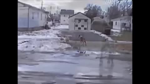 Fight dog with cat