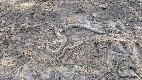 Diamond back rattlesnake’s