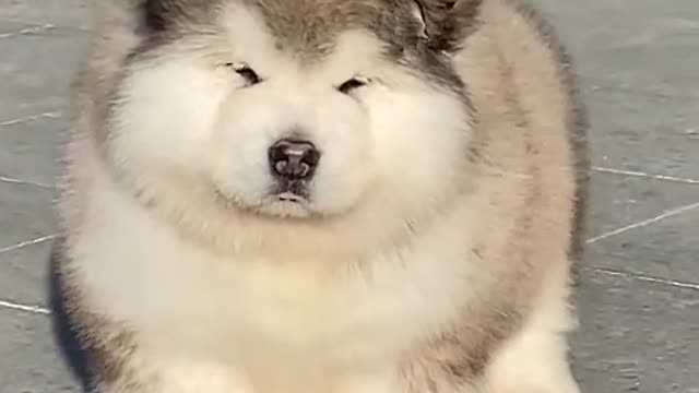 My favorite is the puppy, more reliable than some people.