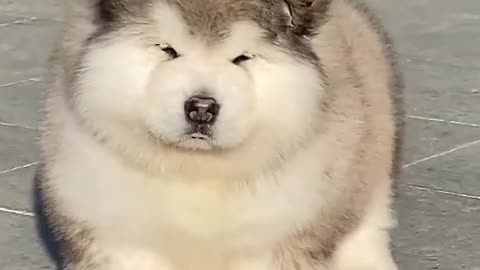 My favorite is the puppy, more reliable than some people.