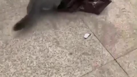Gato engraçados
