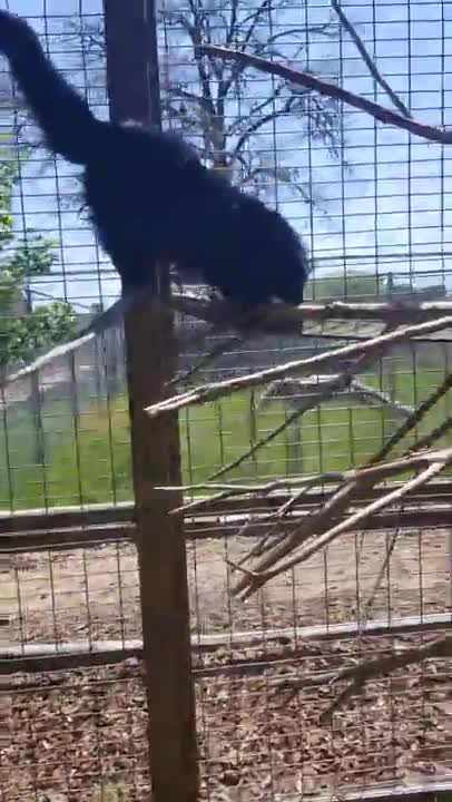 Palawan Bearcats, Philippines
