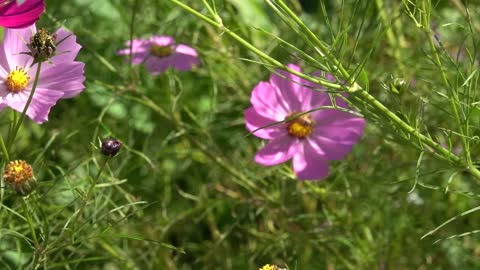 a variety of beautiful cosmos blooming in the fall 3