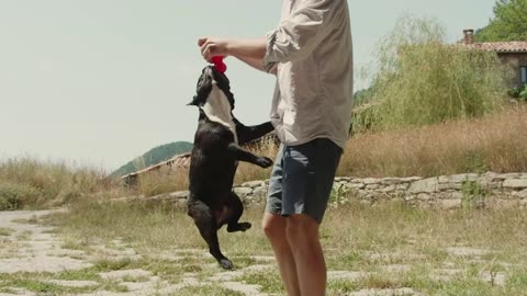 Playing with the dog