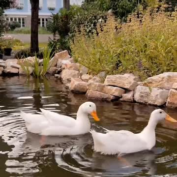 Baby ducks in my pool! First day of life. An amazing story.