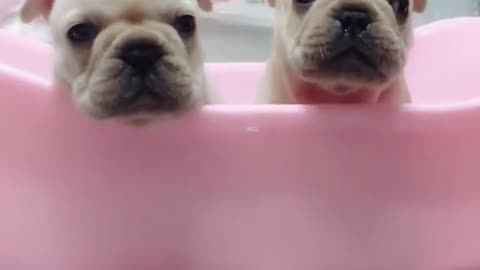 Super Cute and Beautiful Baby Dogs ||