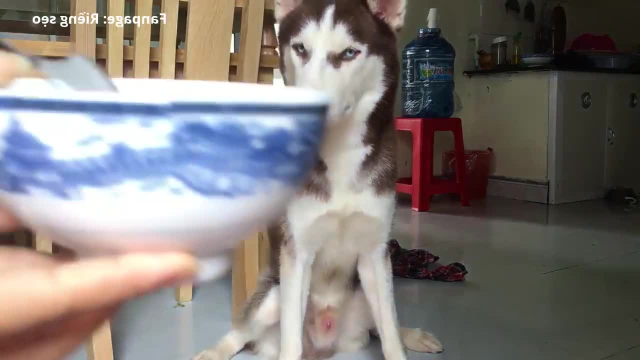 Husky dog ​​can eat bitter melon deliciously