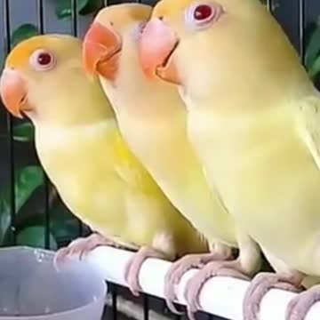 Loving Birds | Beautiful Parrots