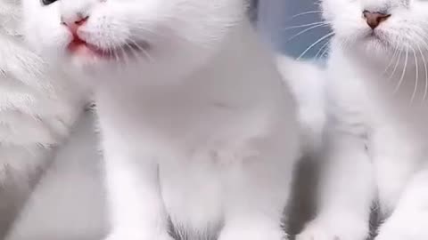 Funny Cute Adorable White Baby Cats