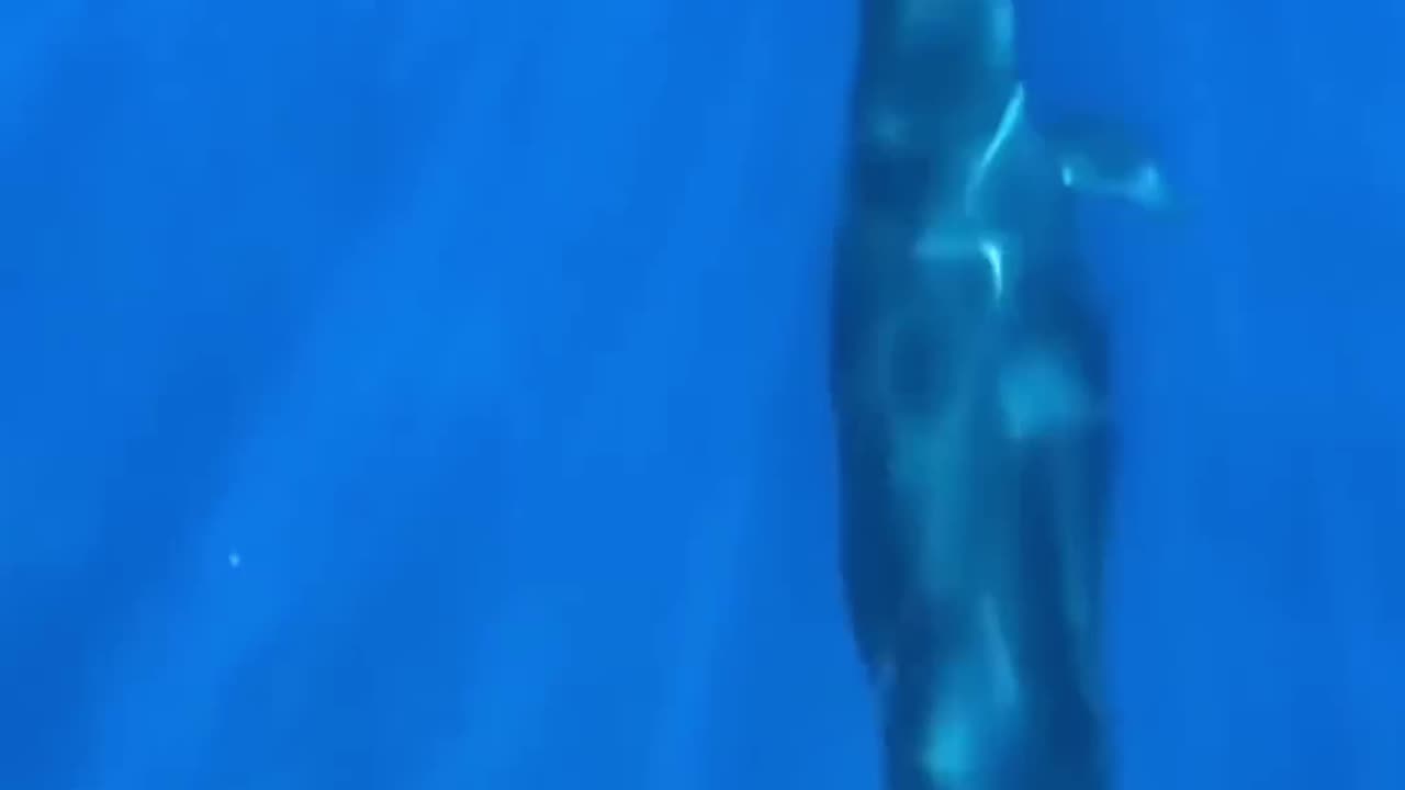 The ONE Species that RIVALS Orcas! || LetsgoScience