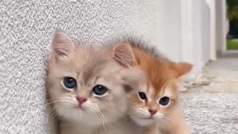 Beautiful Cute Cat 😻