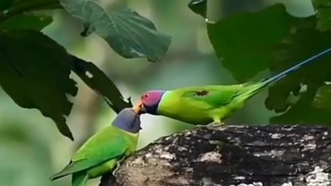 Wildlife in closer view with a natural perspective.