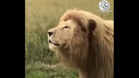 yt1s.com - Singing a Lion WhatsApp Status Funny Video Bittu Music World 3 August 2020