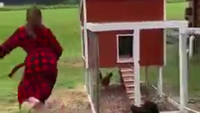 ANGRY HEN CHASE OWNER...FUNNY