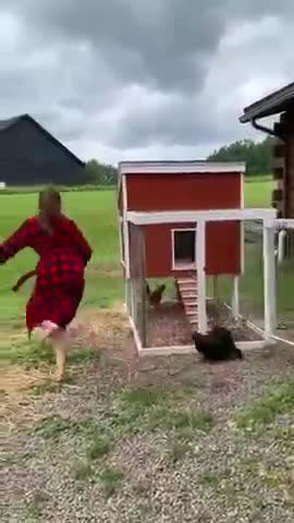 ANGRY HEN CHASE OWNER...FUNNY