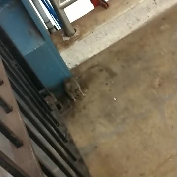 Rat limping while walking