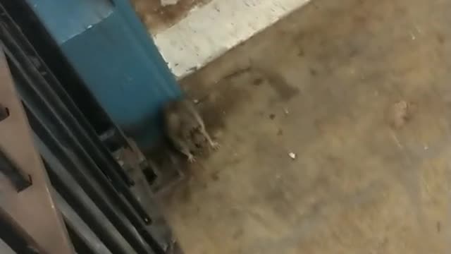 Rat limping while walking