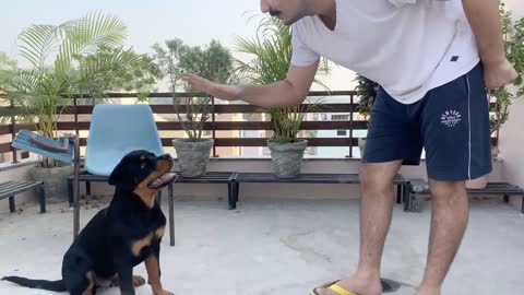 TRAINING OF SPEAK COMMAND | HOW TO TRAIN YOUR DOG TO SPEAK( BARKING) COMMAND|ROTTWEILER DOG TRAINING