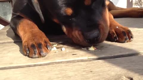 8 Month Rottweiler eating an apple