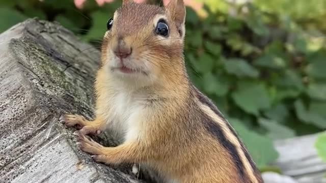 CHARLIE ARE YOU READY TO EAT ?? (SQUARE)💕🐿️