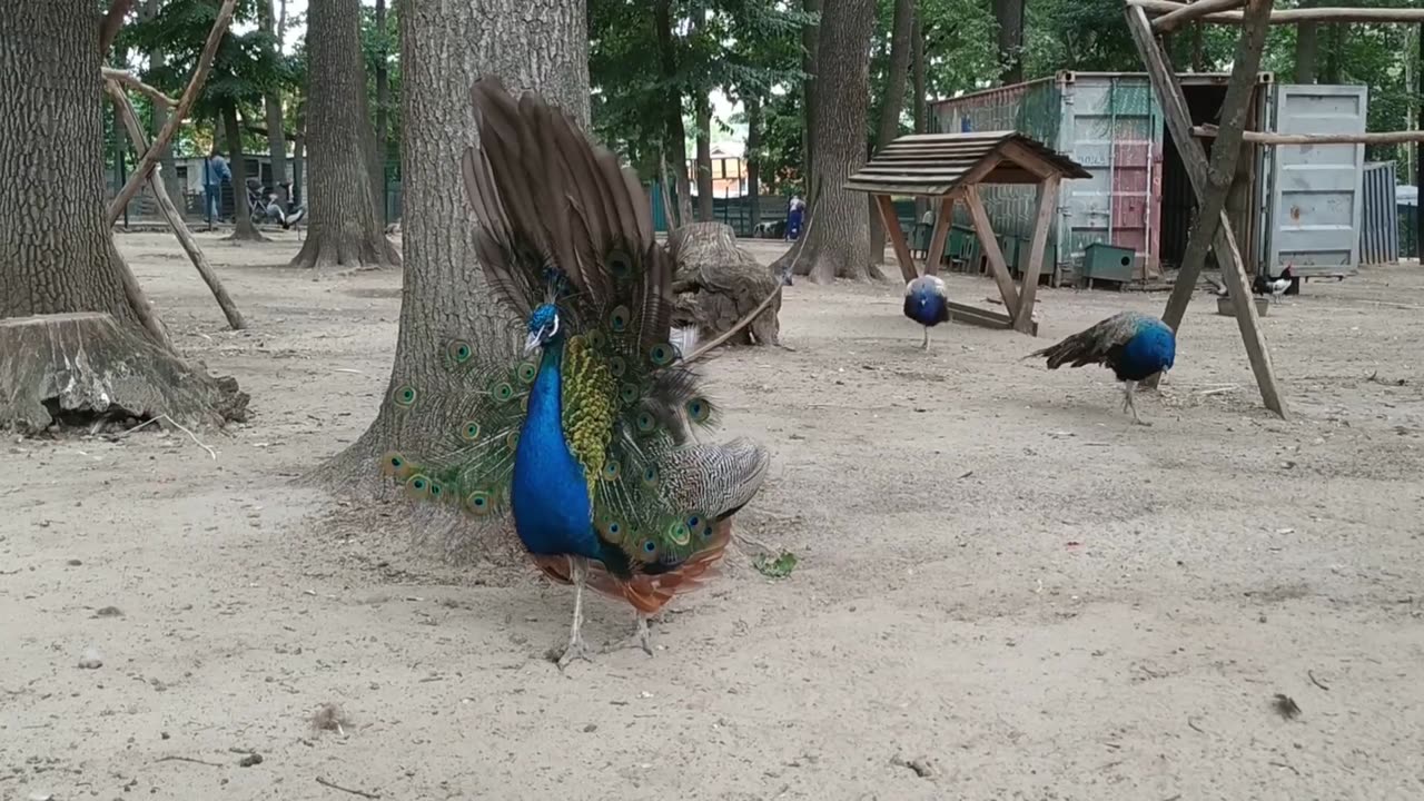 ময়ুরের ডাক