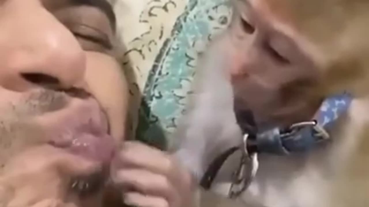 Why did the monkey slap #shorts #viral #shortsvideo #video
