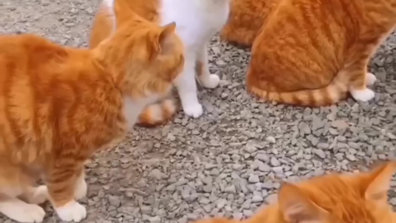 Funny video 2023,😅😂🐈