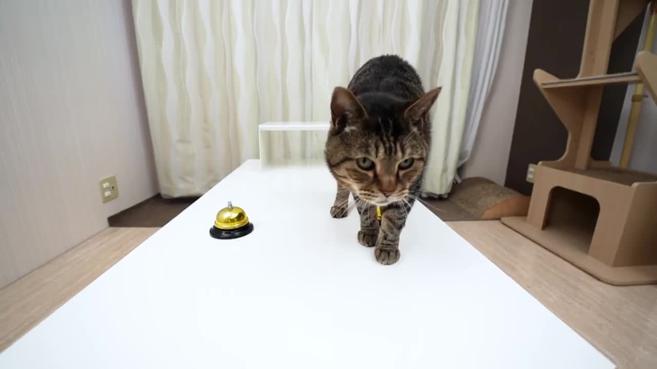 Cat funny videos