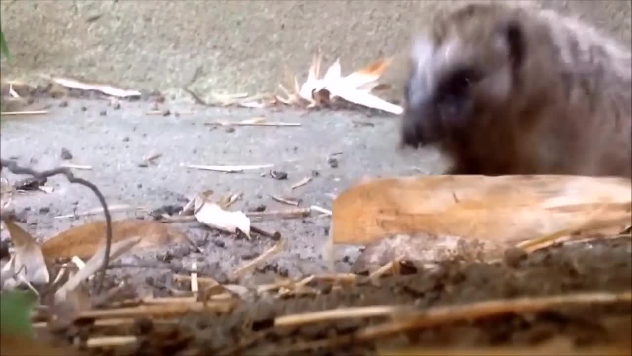 TRY NOT TO AWW! Cute Little Hedgehogs Compilation / LOVELY