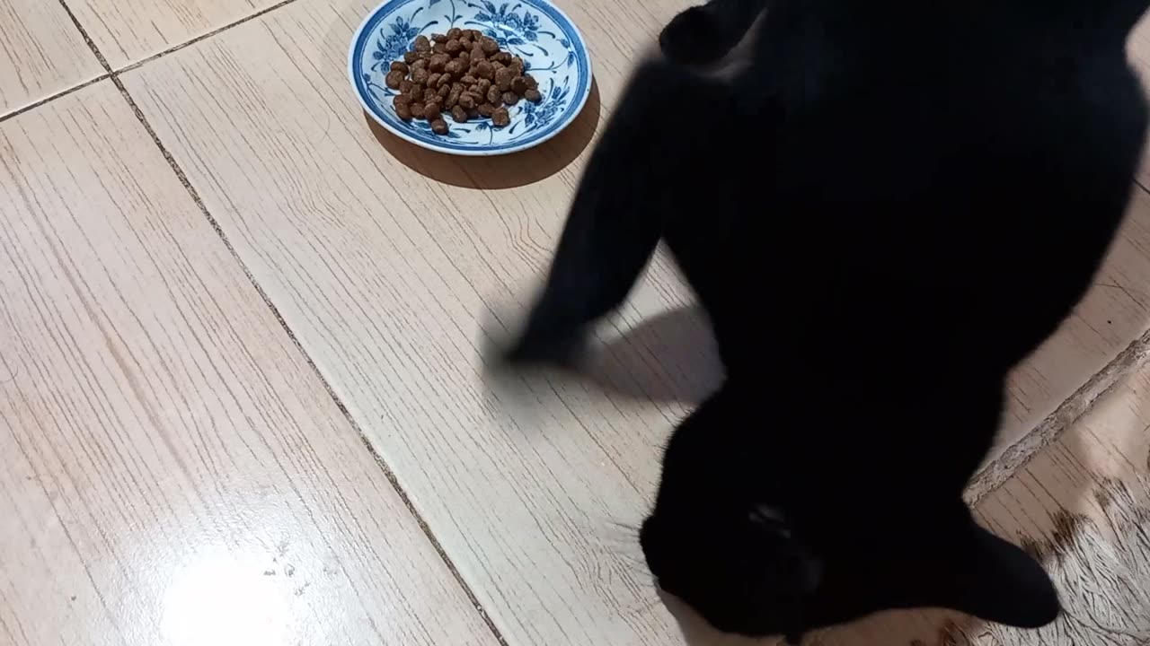 The cool reaction of the black cat to the smell of his food