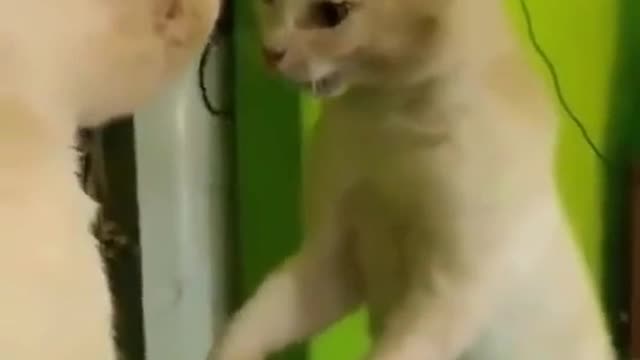 Cat Gets All Macho Against Its own Image