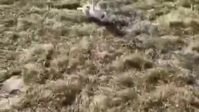 Amazing Amazing funny animals