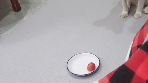 Dog reaction when I steal dog snack
